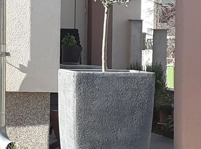 Sarah זאדאר